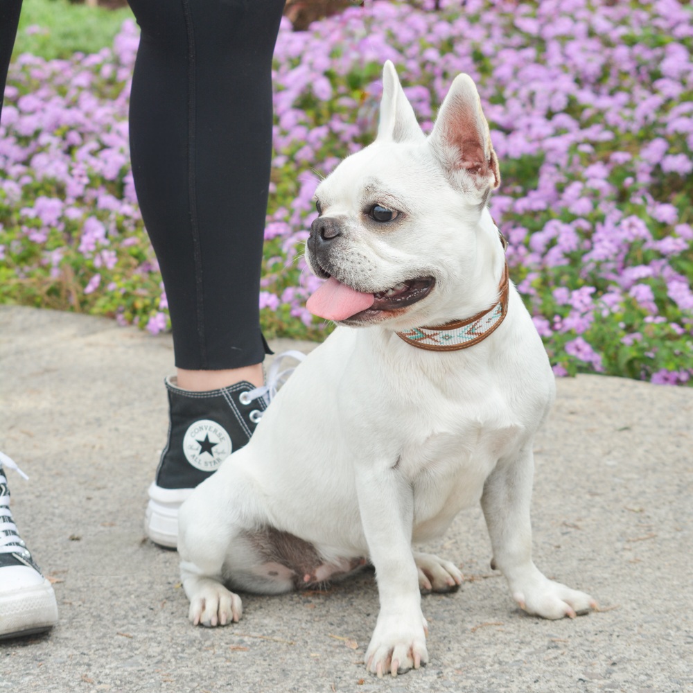 Kinakú Hundehalsband CALAITA XS