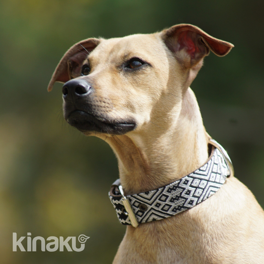 Kinakú Hundehalsband Coba XS