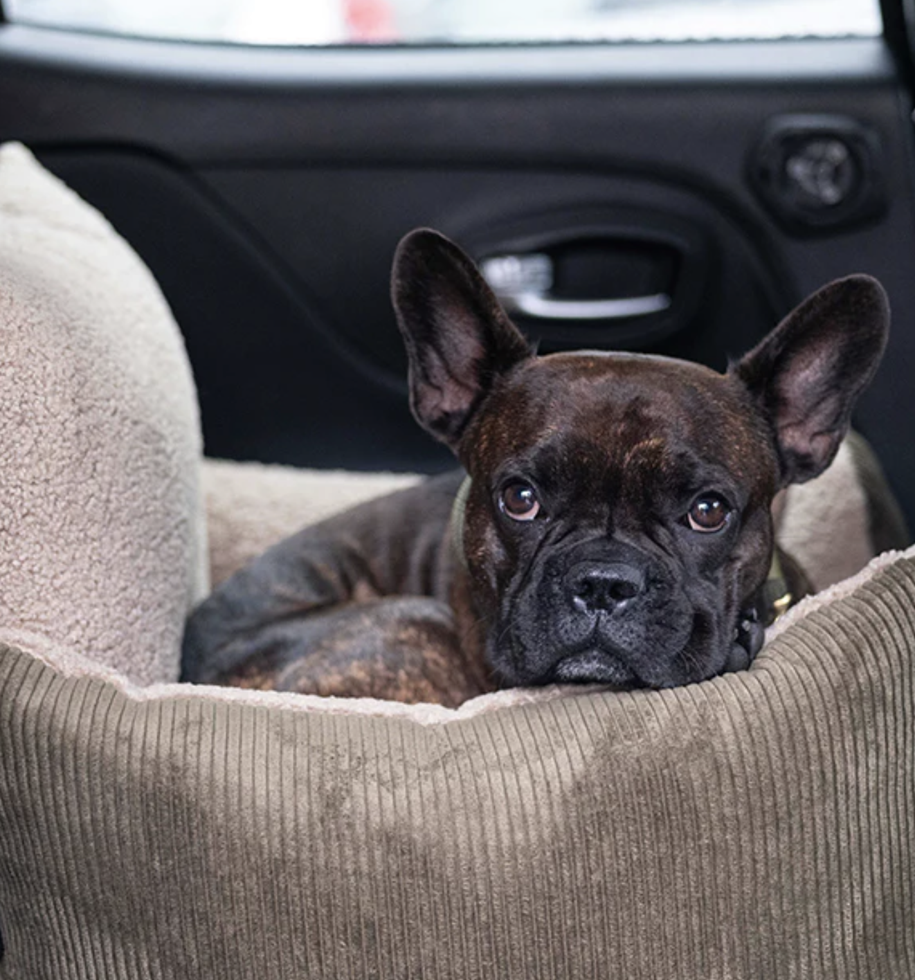 Pet & Co. Harry Car Seat - Cord 