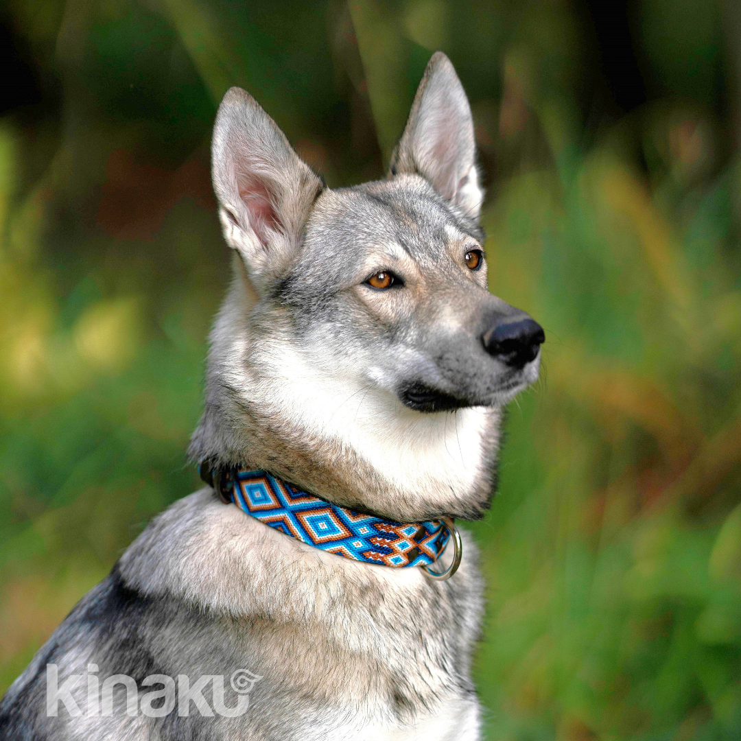 Kinakú Hundehalsband Nayarit XS