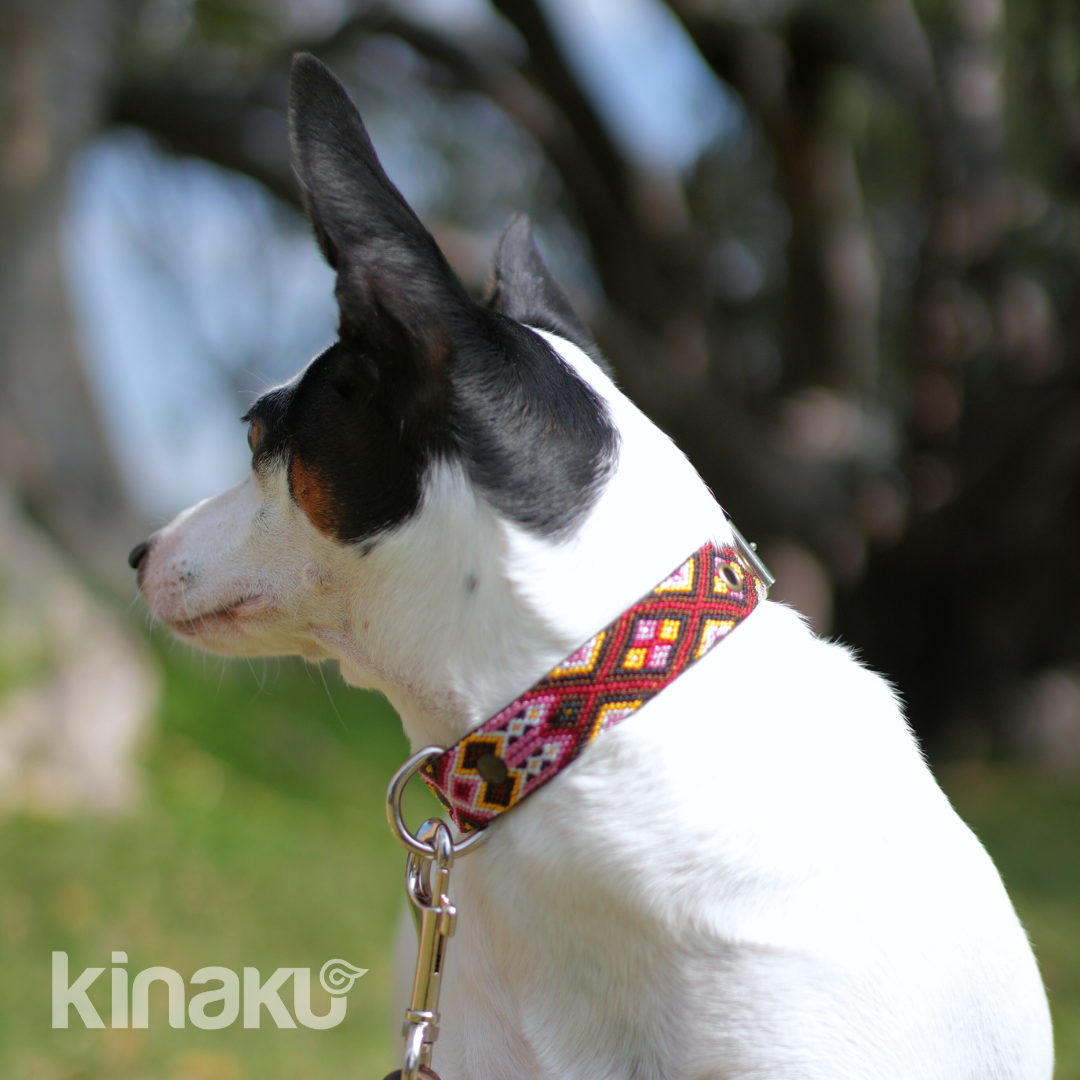 Kinakú Hundehalsband Celestun XS