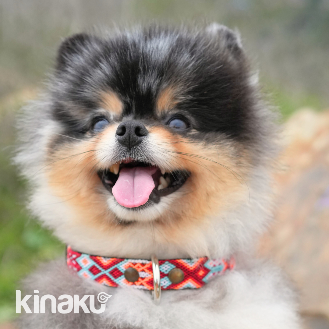 Kinakú Überraschungs-Halsband MAYAN SPIRIT XS assortiert