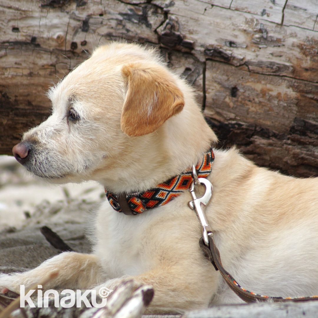 Kinakú Hundehalsband Bacalar XS