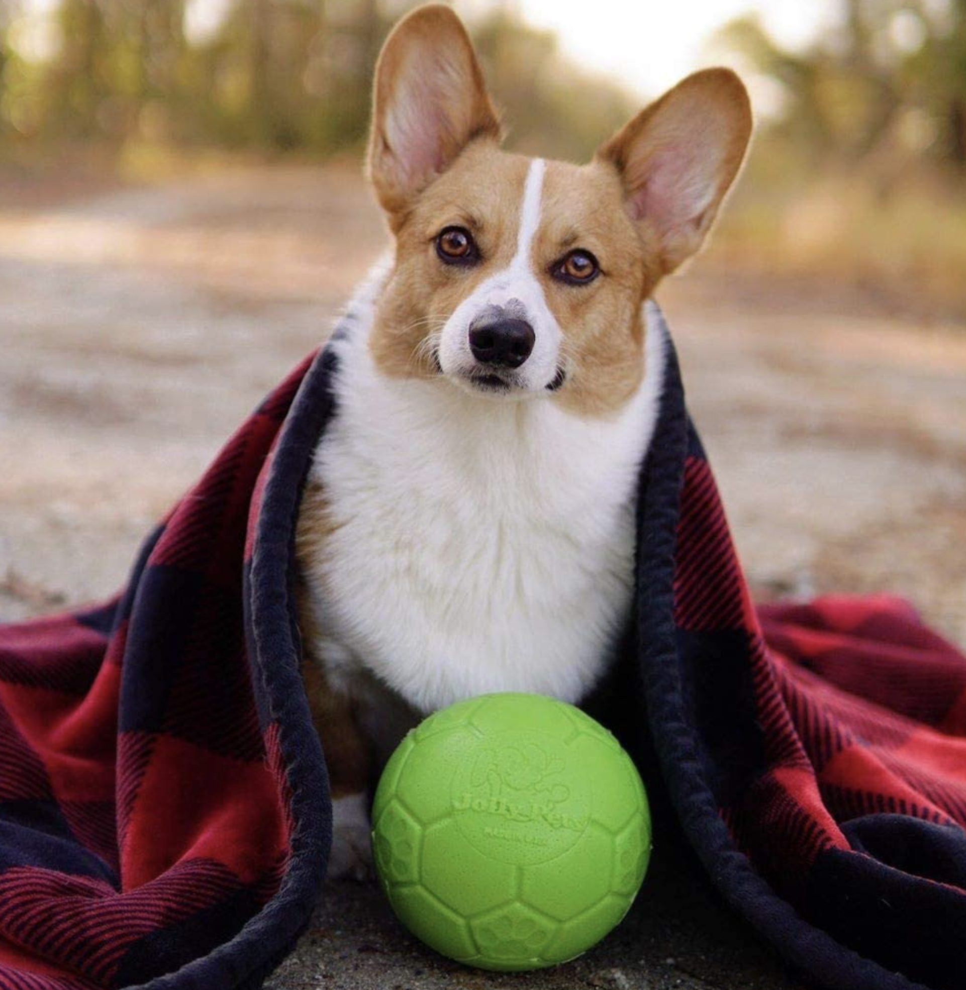 Jolly Pets Ball